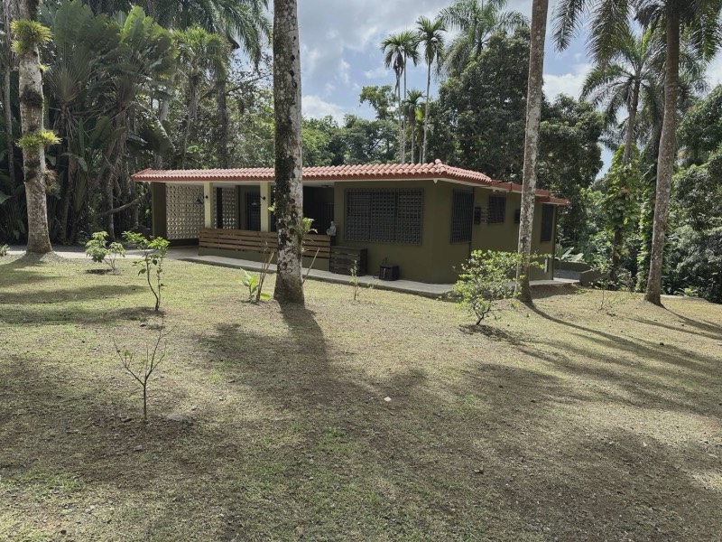 Casa Yuké, an olive-green estate home with terracotta clay-tile roof, breeze-block screen and royal palms