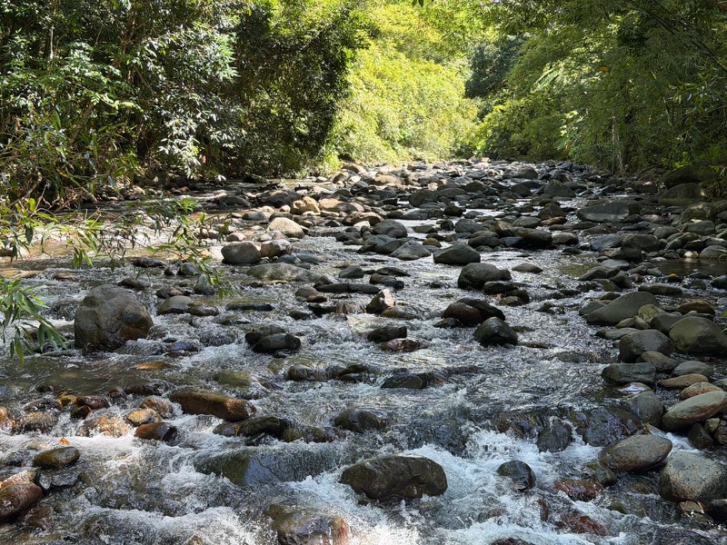 The Mameyes River running through rapids and whitewater over dark boulders, lush banks on either side